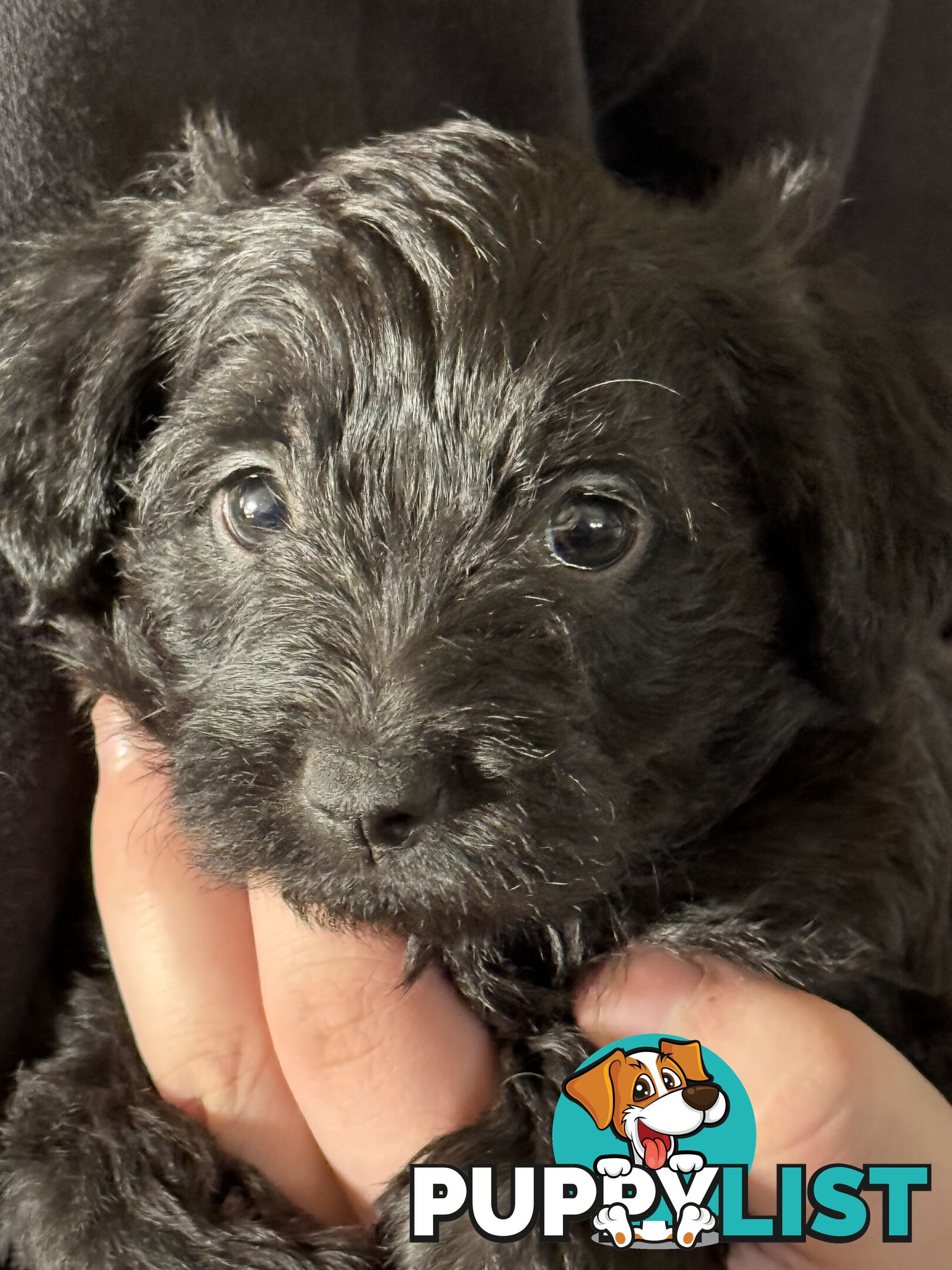 Schnoodle Puppies View Now