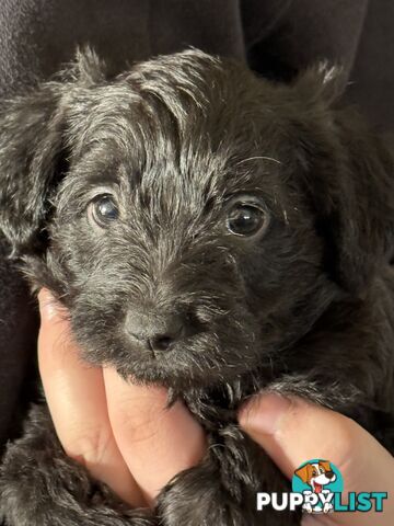 Schnoodle Puppies View Now