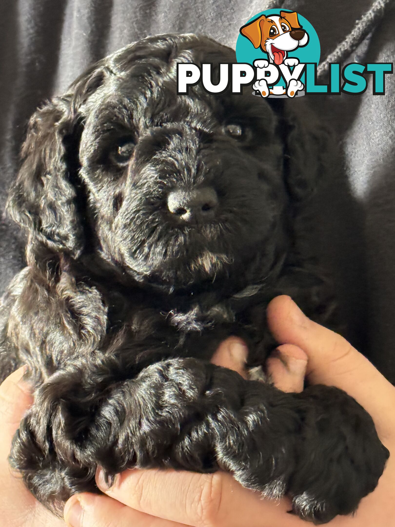 Schnoodle Puppies View Now