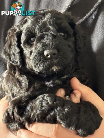 Schnoodle Puppies View Now