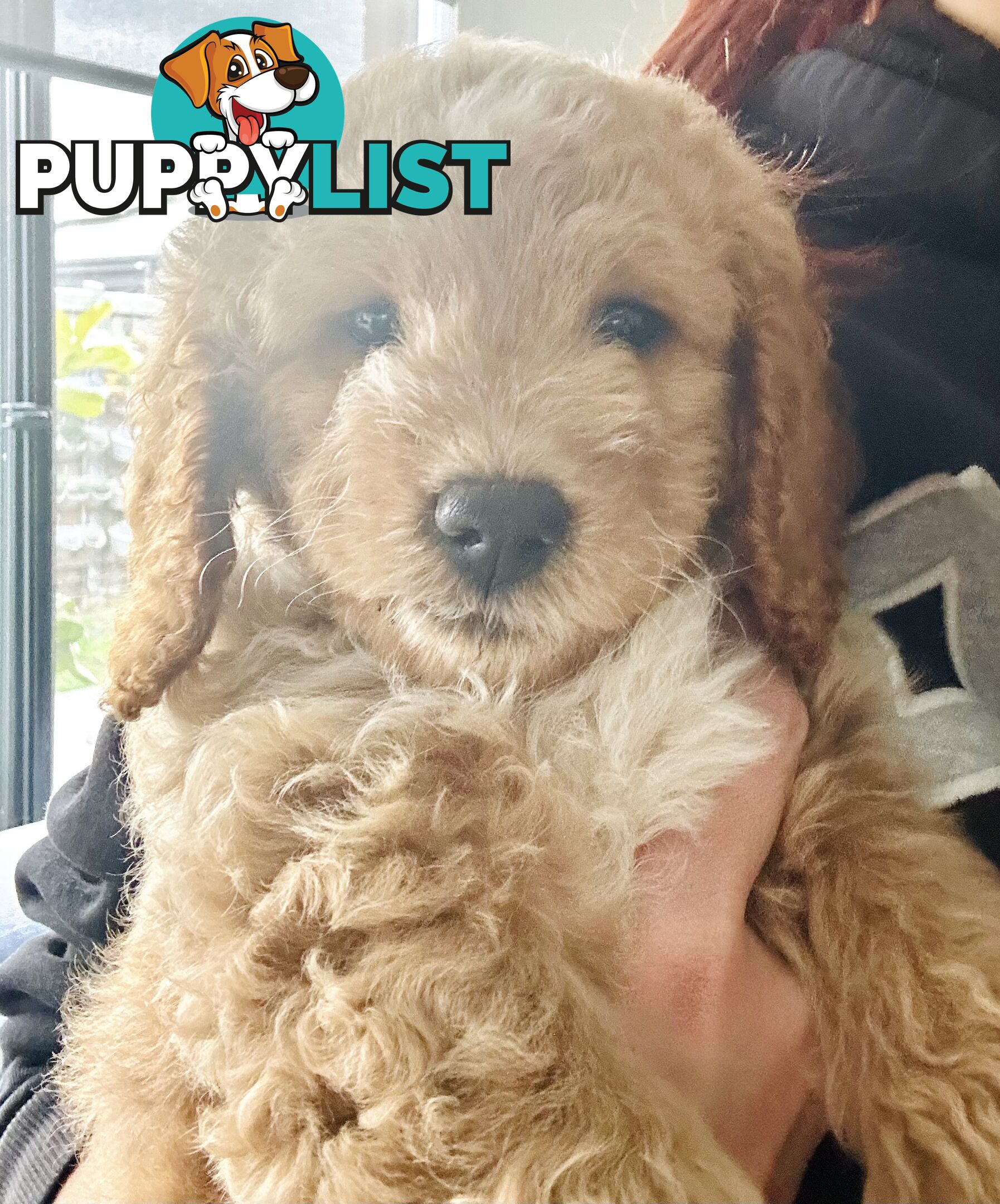 Mini Spoodle Puppies – Ready this weekend!!!