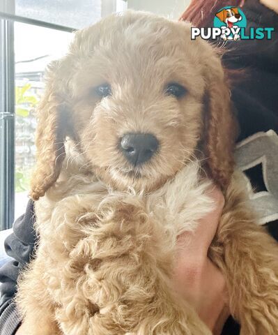 Mini Spoodle Puppies – Ready this weekend!!!