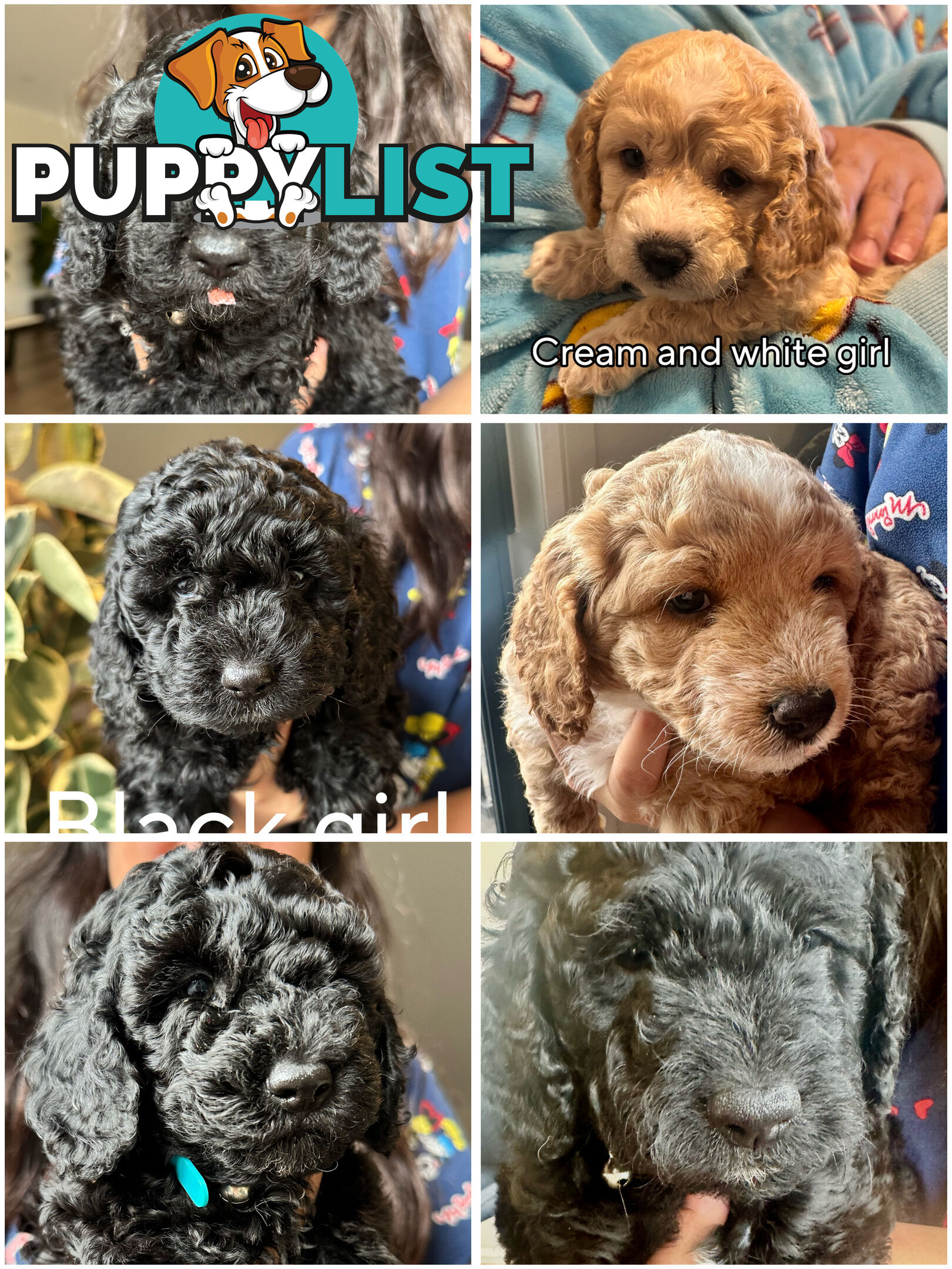 Mini Spoodle Puppies – Ready this weekend!!!