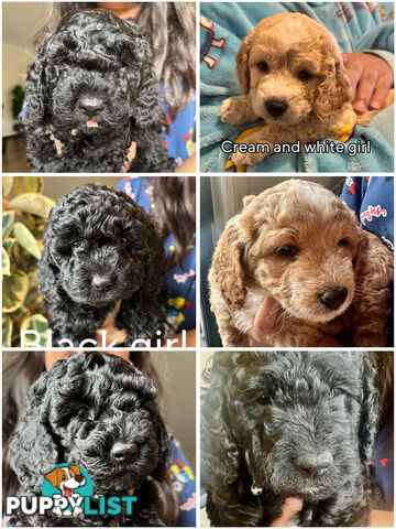 Mini Spoodle Puppies – Ready this weekend!!!