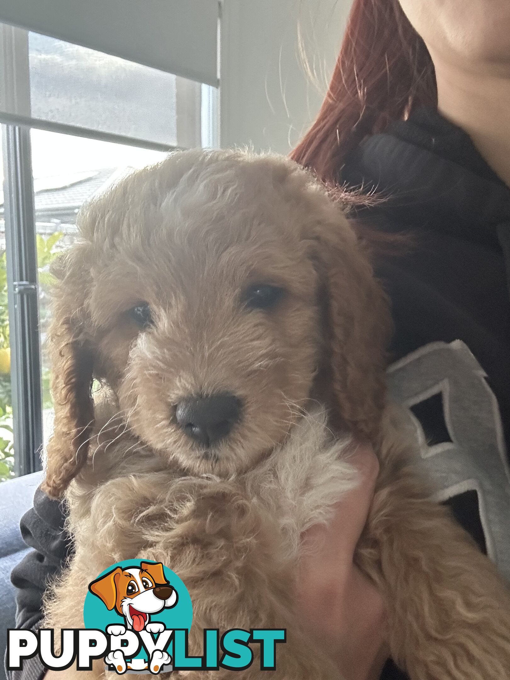 Mini Spoodle Puppies – Ready this weekend!!!