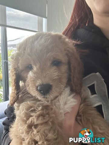 Mini Spoodle Puppies – Ready this weekend!!!