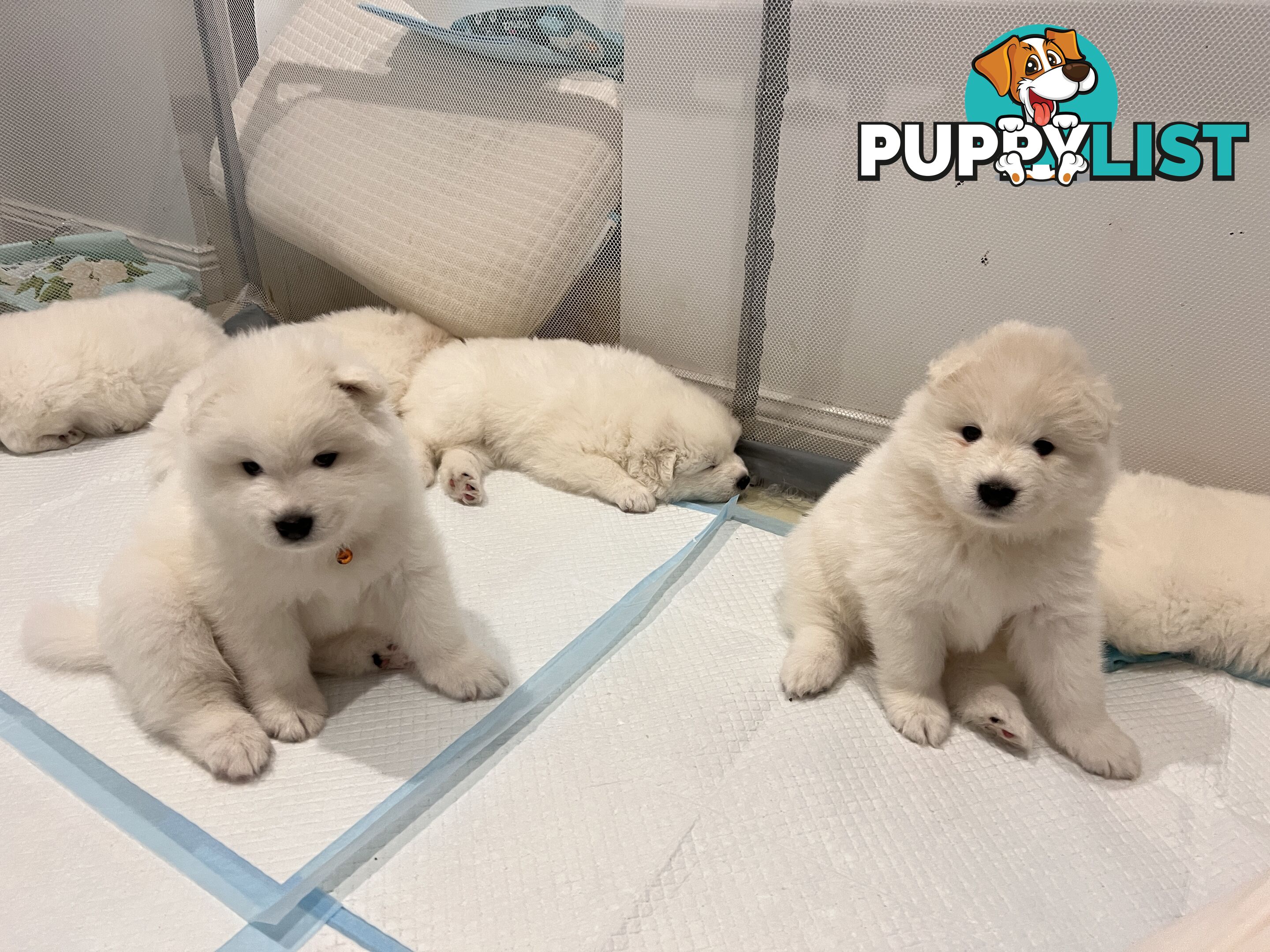 Samoyed puppies Looking for a new home