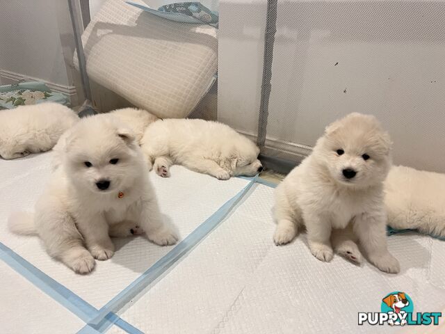 Samoyed puppies Looking for a new home