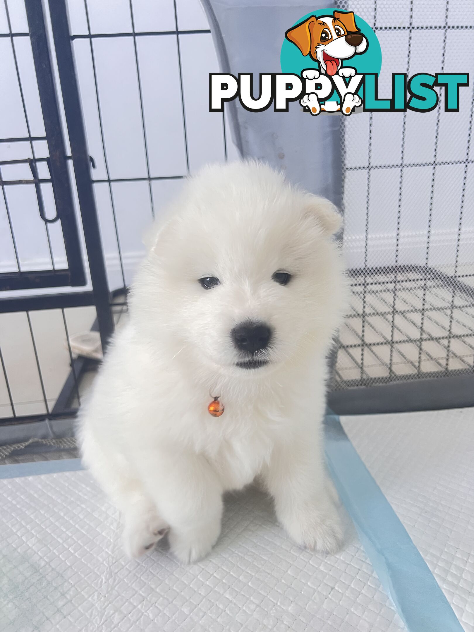 Samoyed puppies Looking for a new home