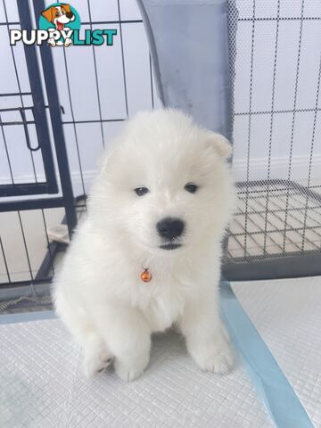 Samoyed puppies Looking for a new home