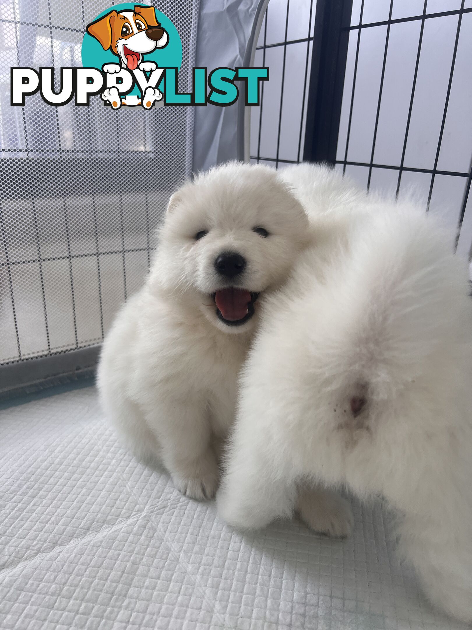 Samoyed puppies Looking for a new home