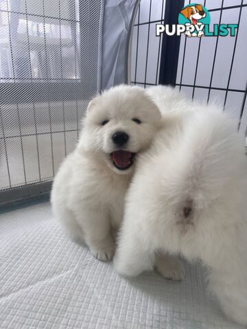 Samoyed puppies Looking for a new home