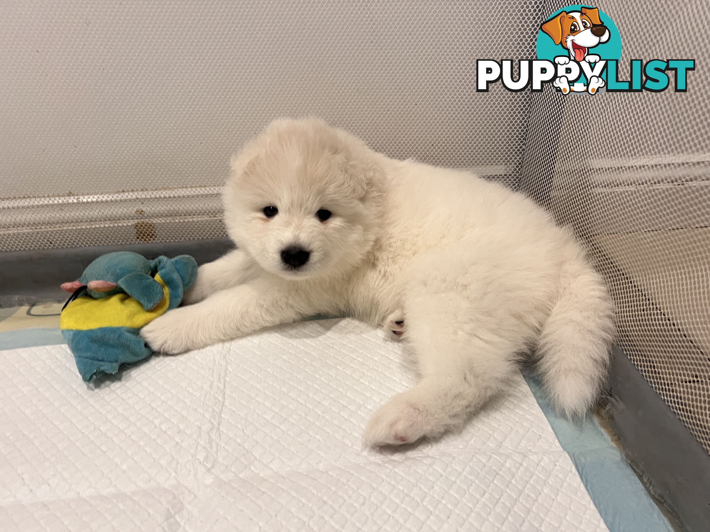 Samoyed puppies Looking for a new home