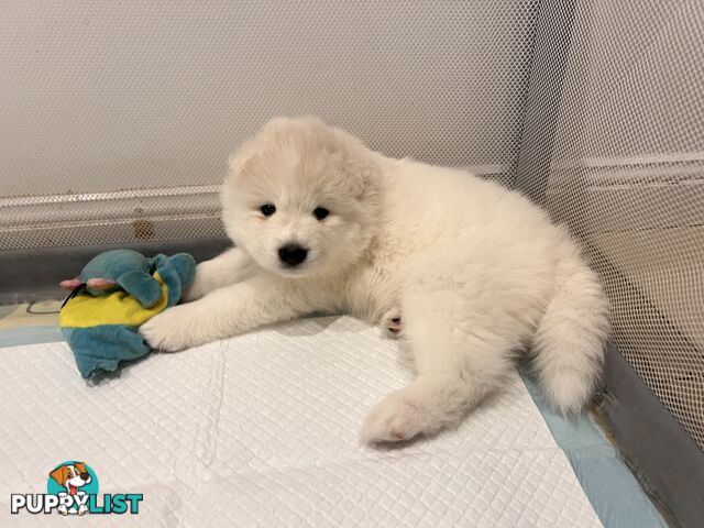 Samoyed puppies Looking for a new home