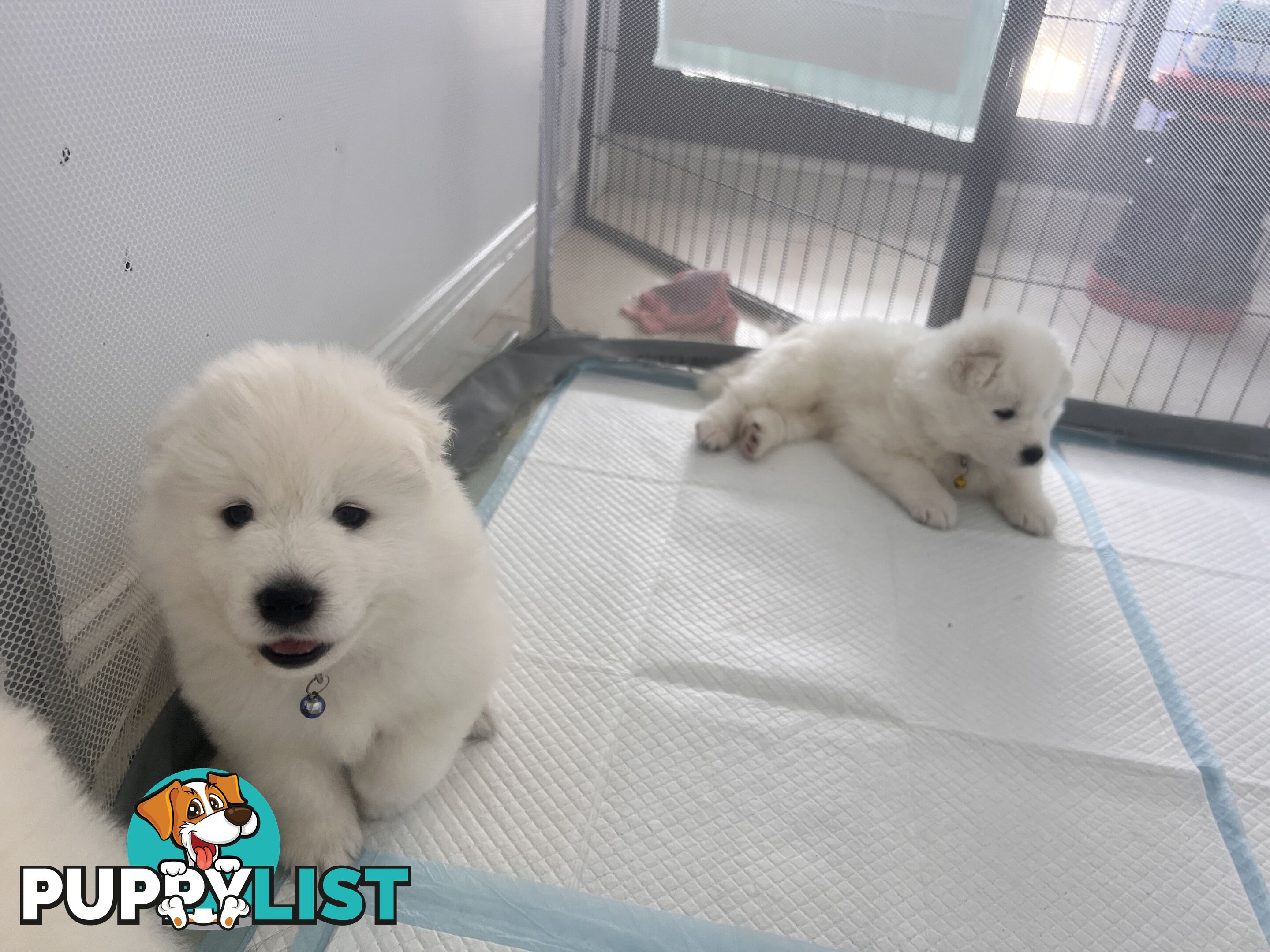 Samoyed puppies Looking for a new home