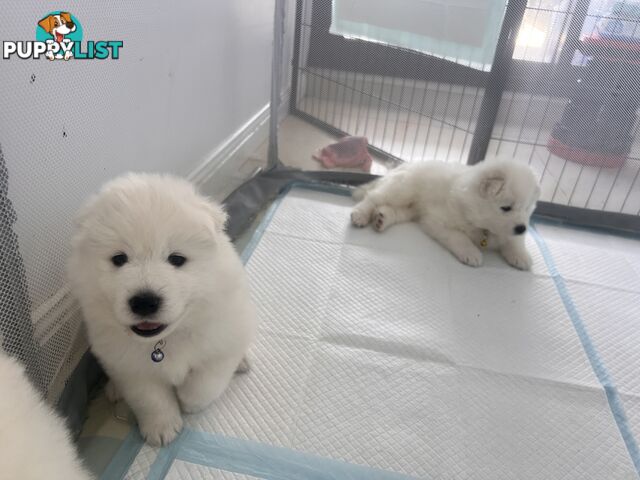 Samoyed puppies Looking for a new home