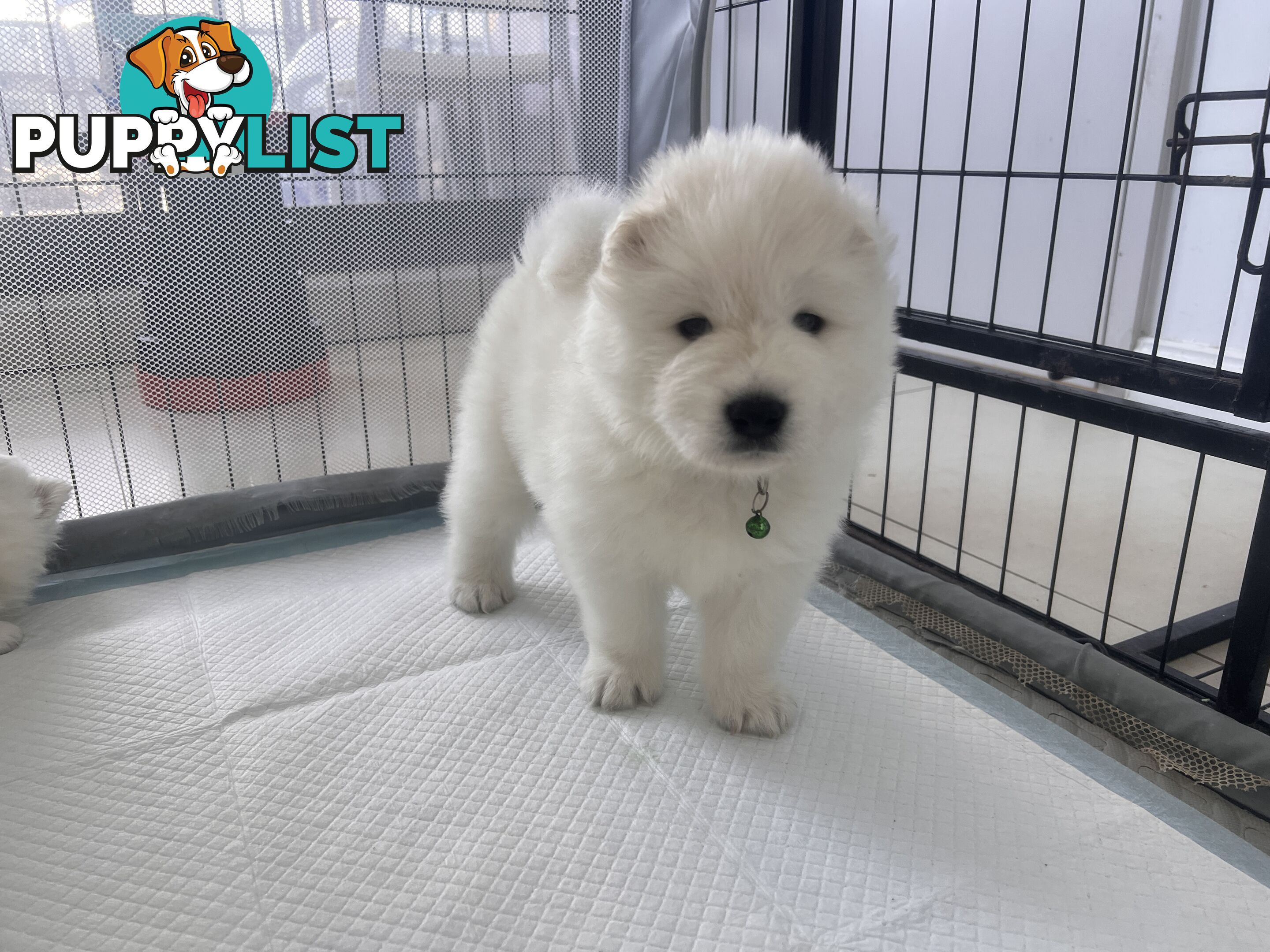 Samoyed puppies Looking for a new home