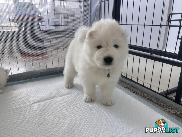 Samoyed puppies Looking for a new home