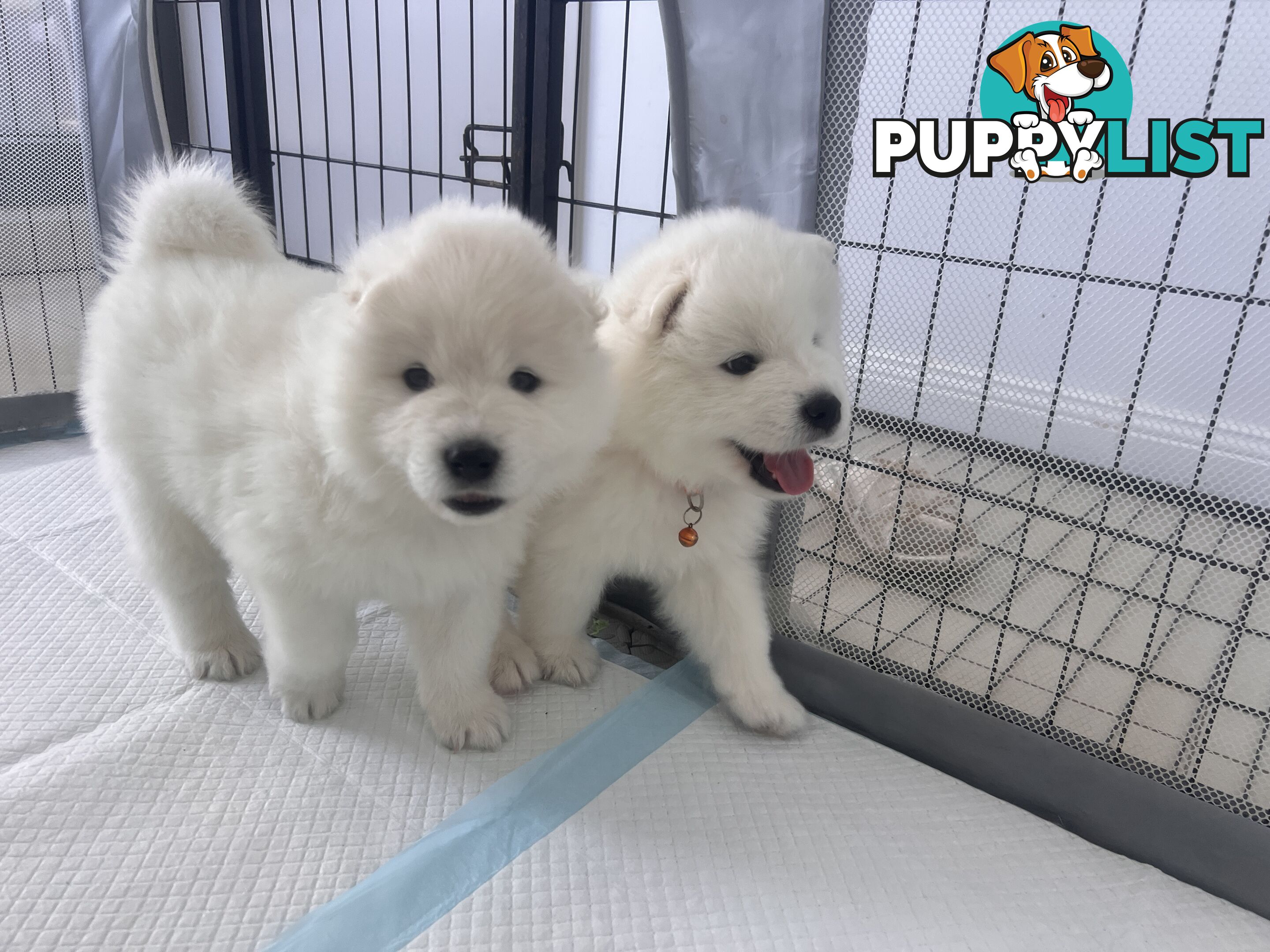 Samoyed puppies Looking for a new home