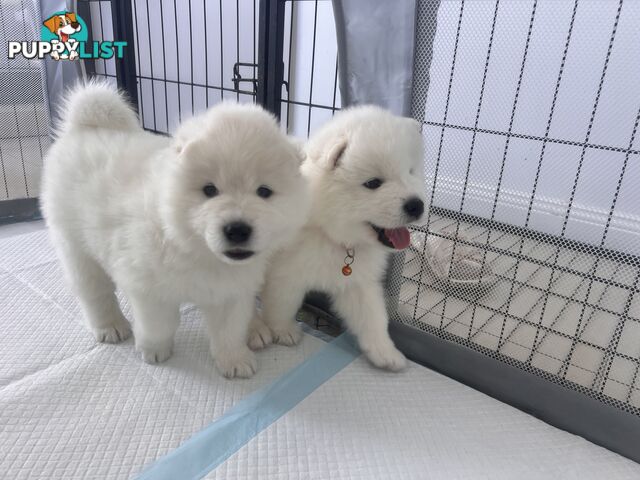 Samoyed puppies Looking for a new home