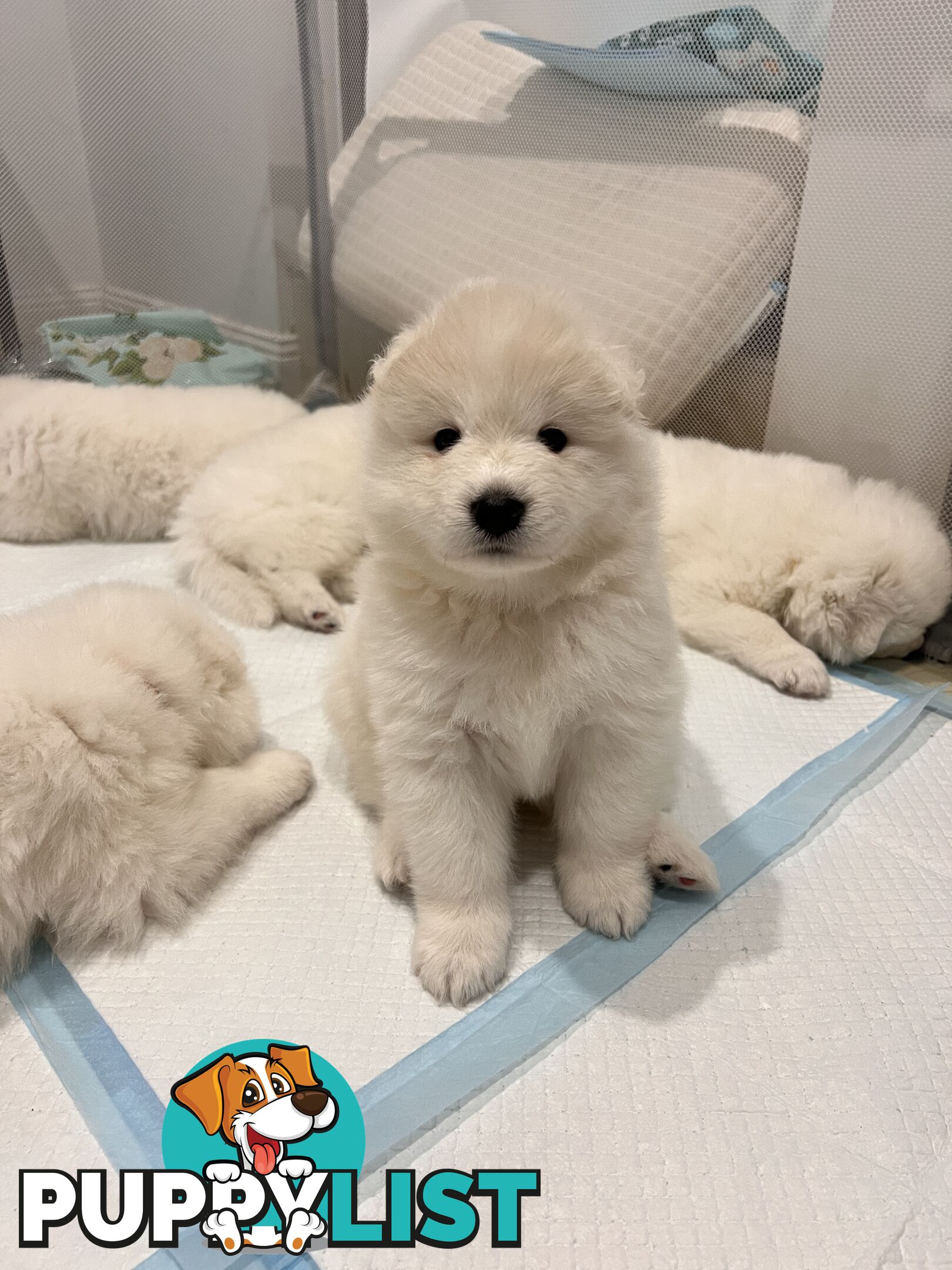 Samoyed puppies Looking for a new home