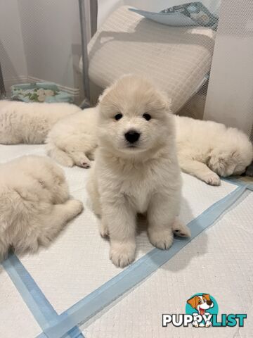 Samoyed puppies Looking for a new home