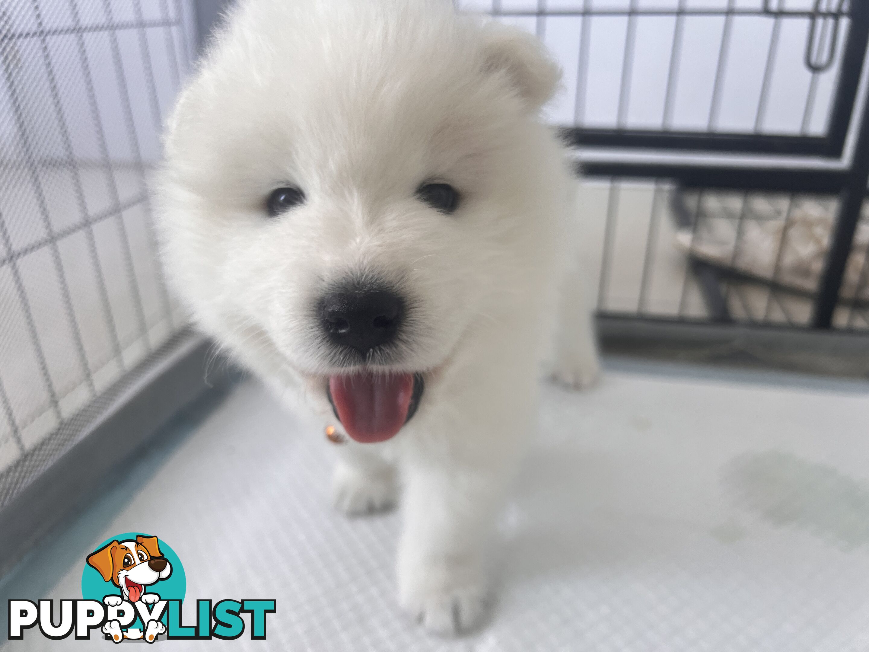 Samoyed puppies Looking for a new home