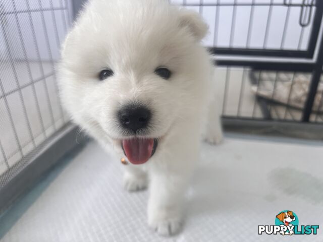 Samoyed puppies Looking for a new home