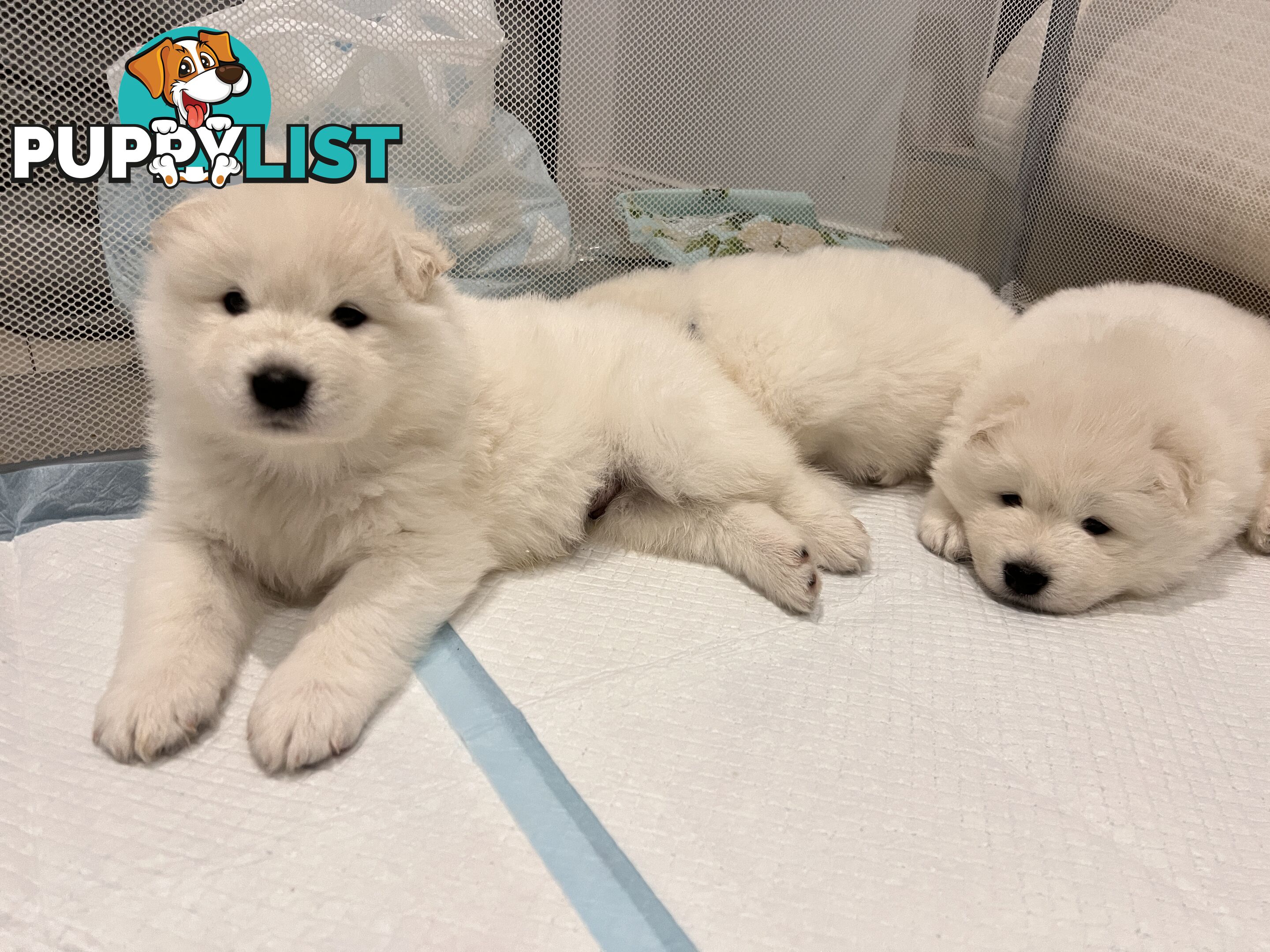 Samoyed puppies Looking for a new home