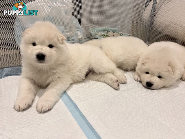 Samoyed puppies Looking for a new home