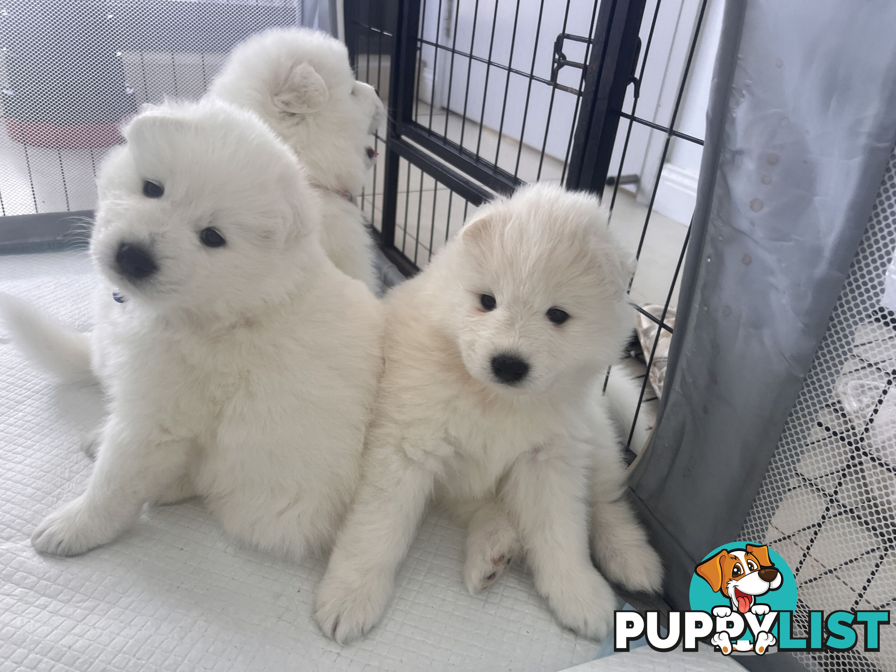 Samoyed puppies Looking for a new home