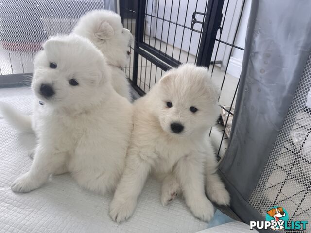 Samoyed puppies Looking for a new home