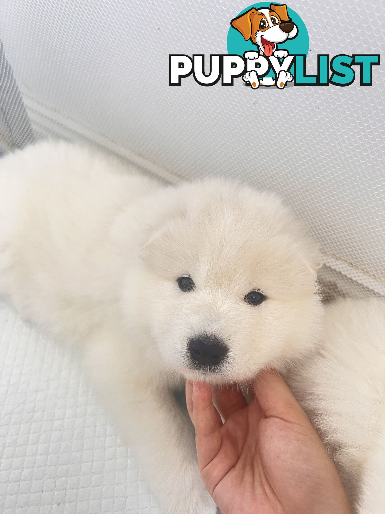 Samoyed puppies Looking for a new home