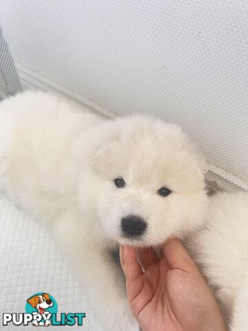 Samoyed puppies Looking for a new home