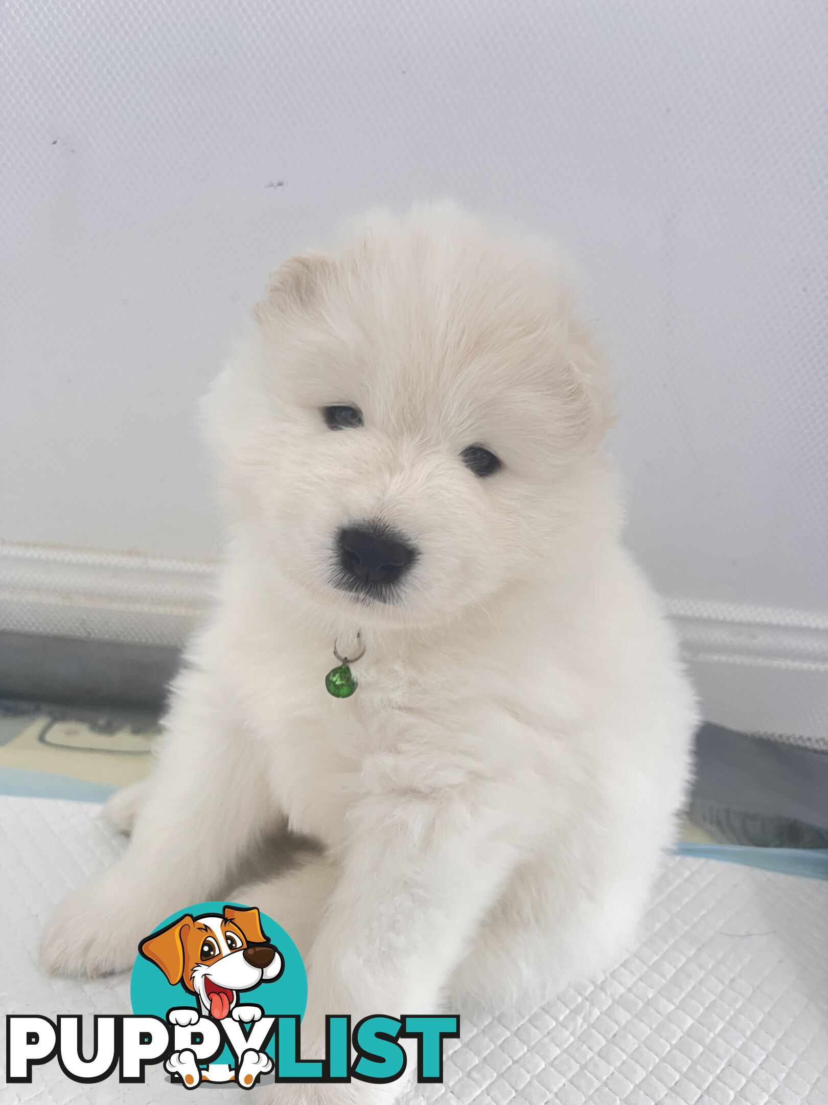 Samoyed puppies Looking for a new home