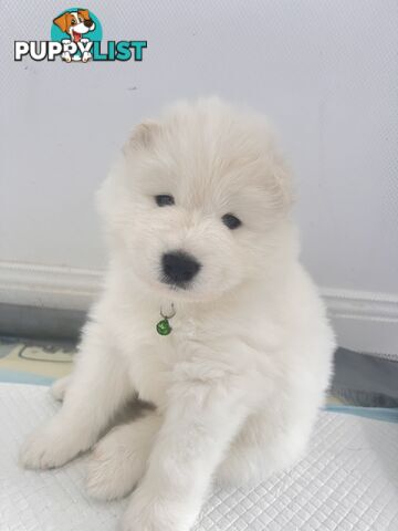 Samoyed puppies Looking for a new home