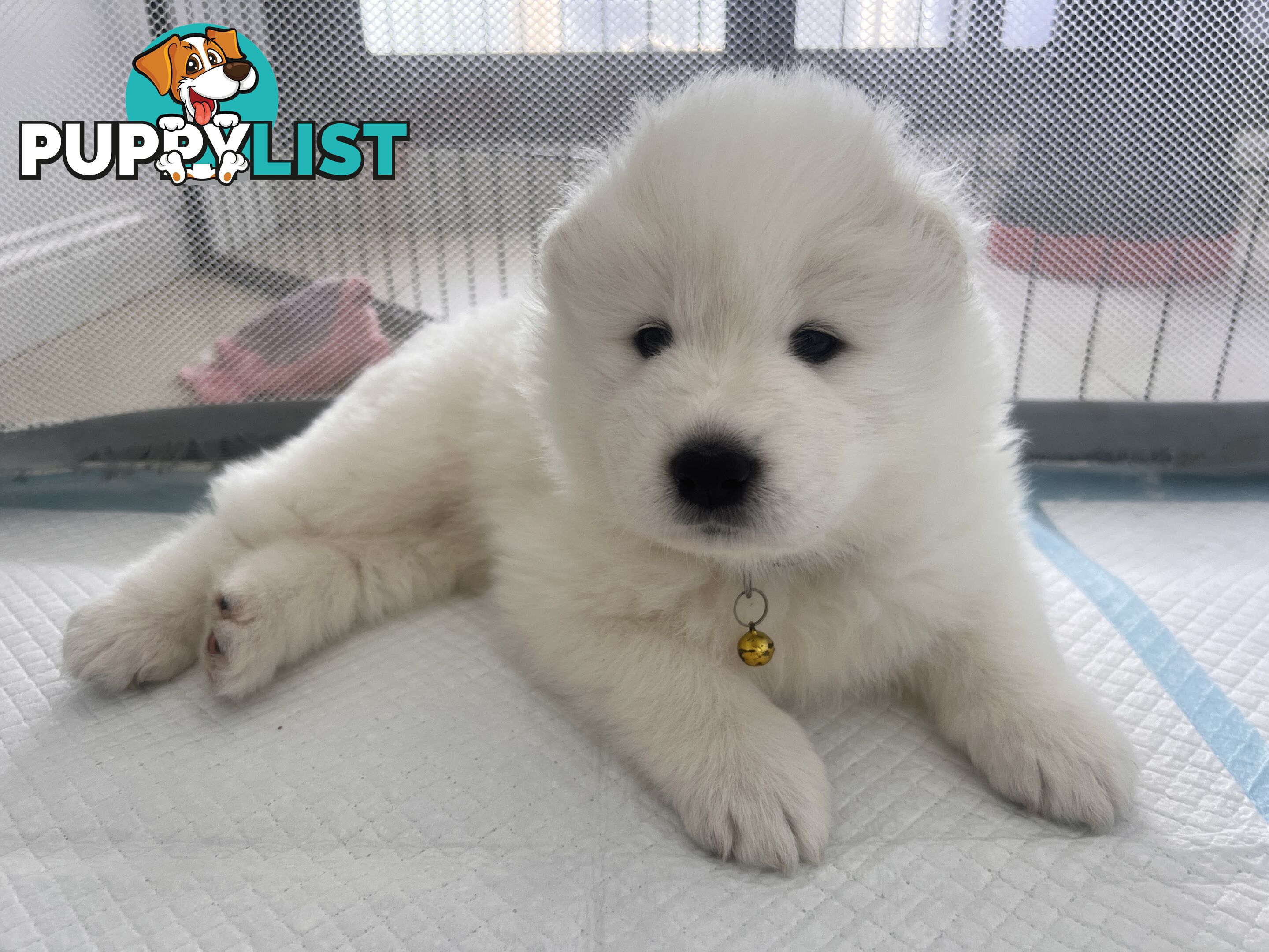 Samoyed puppies Looking for a new home