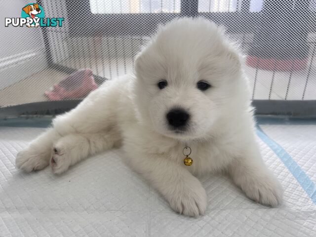 Samoyed puppies Looking for a new home