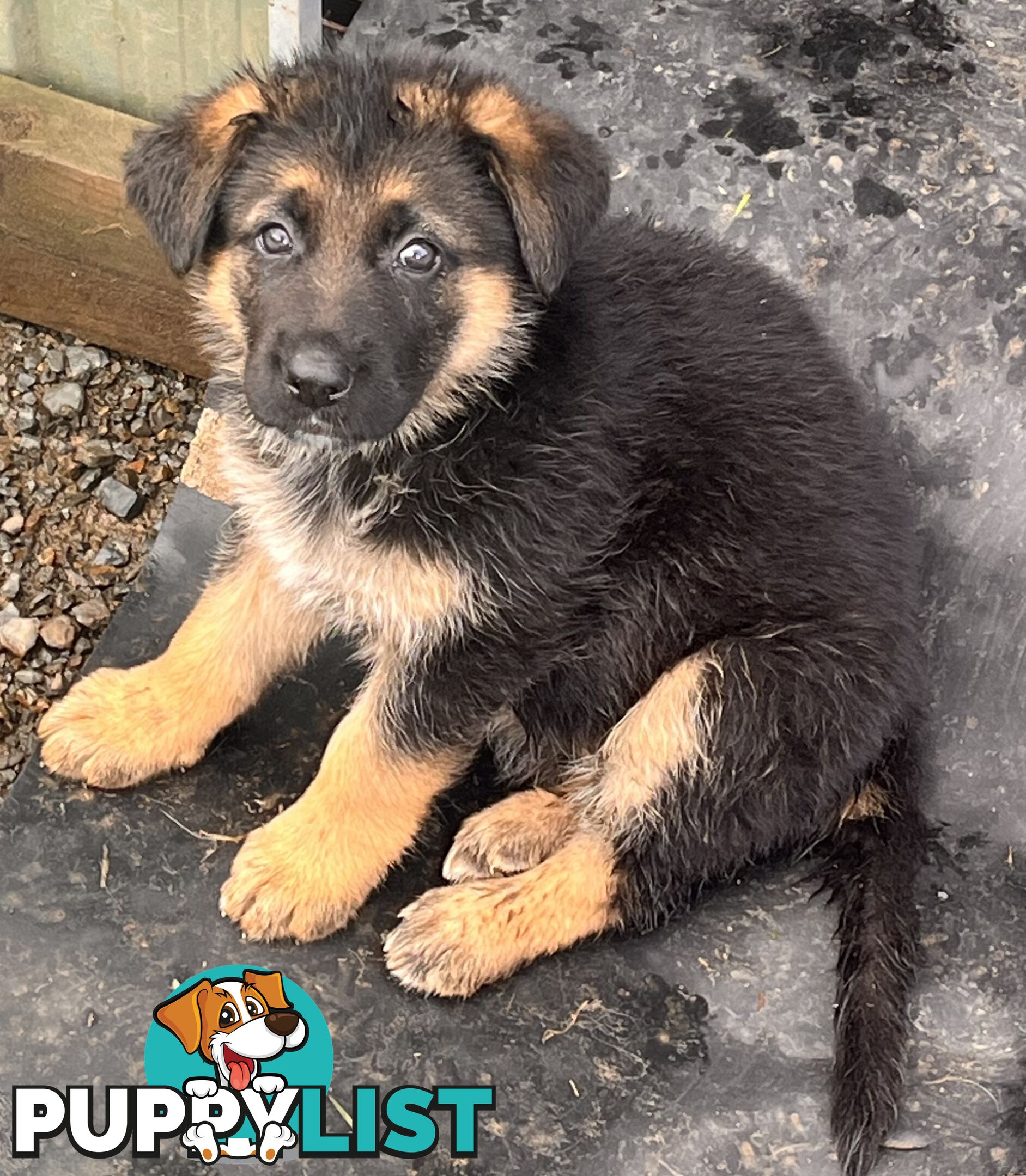 German Shepherd Puppies