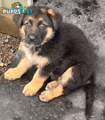 German Shepherd Puppies