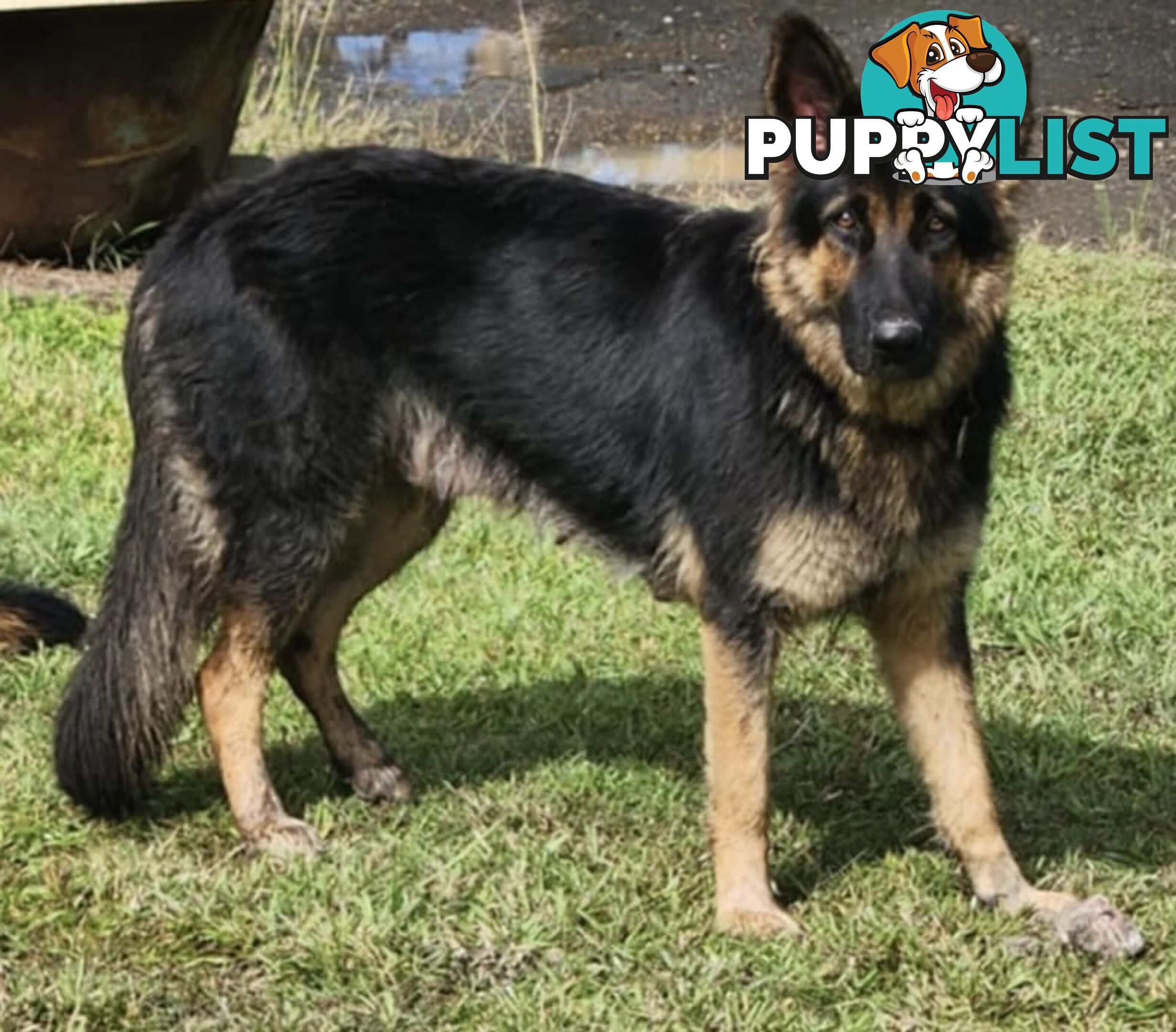 German Shepherd Puppies