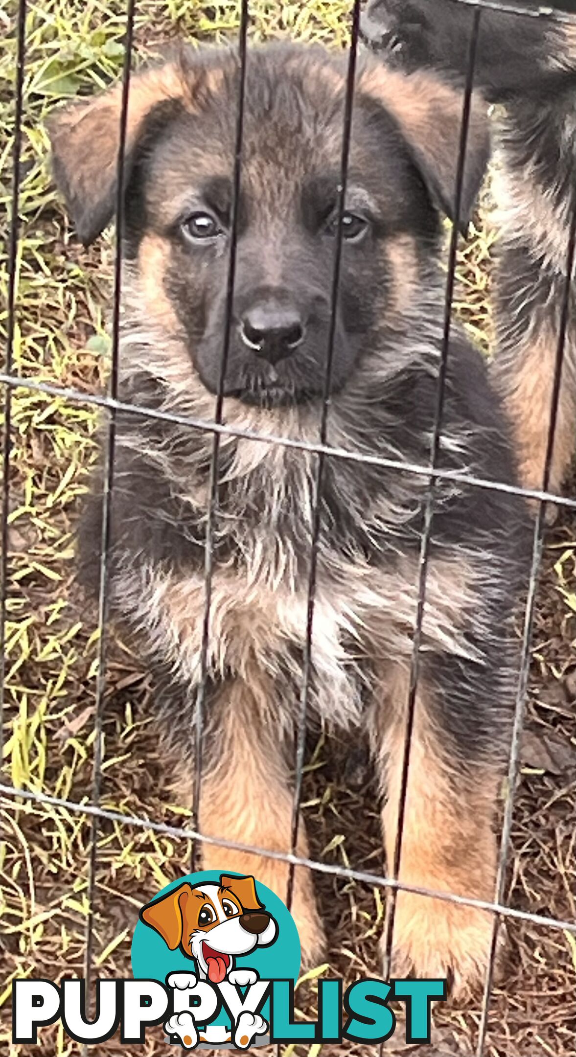 German Shepherd Puppies