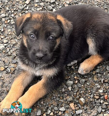 German Shepherd Puppies