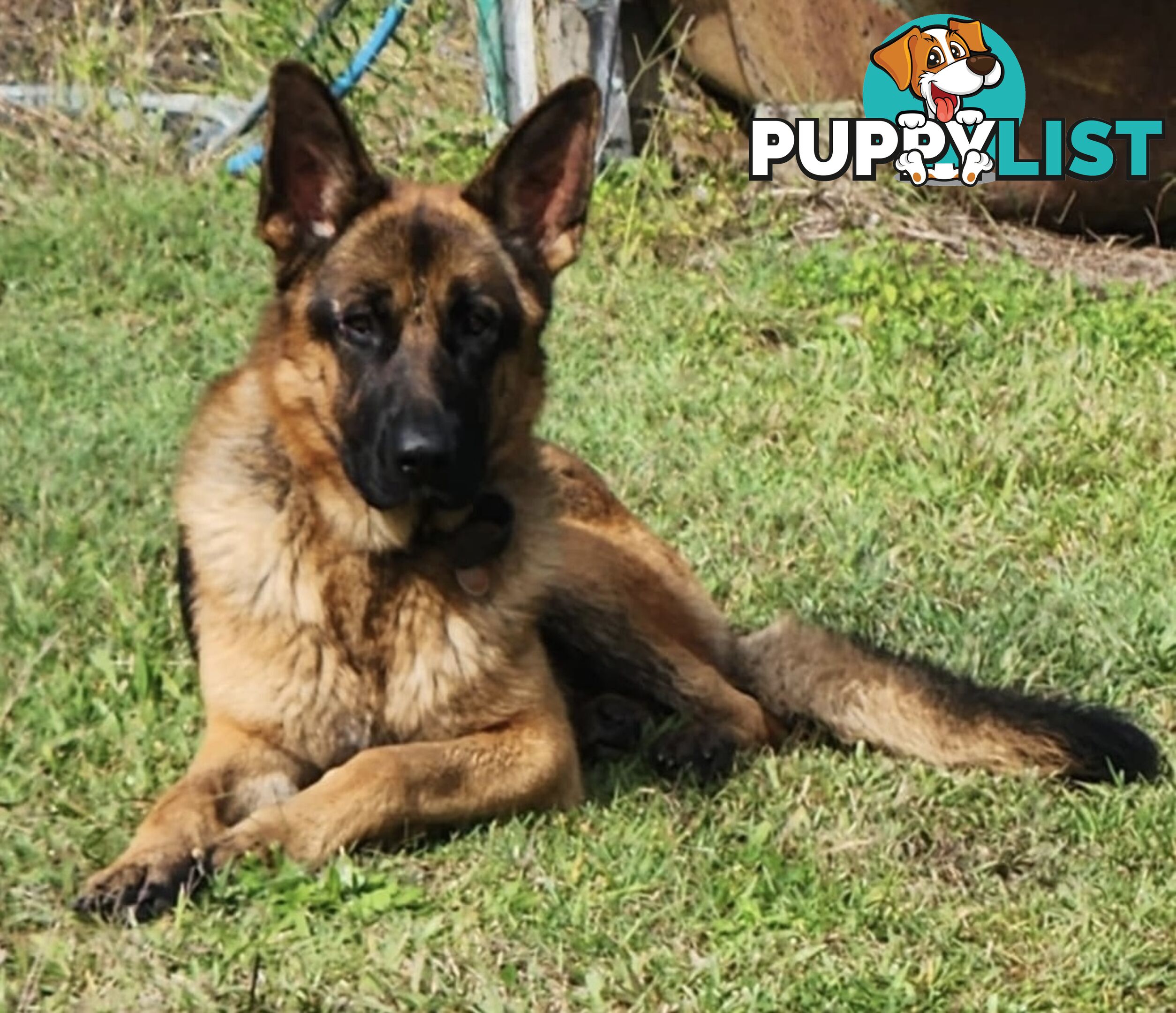 German Shepherd Puppies