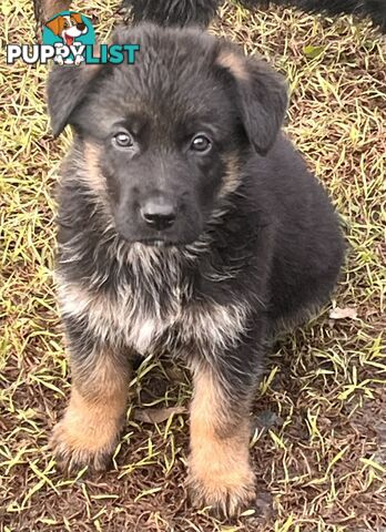 German Shepherd Puppies
