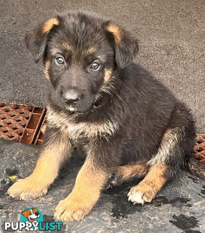 German Shepherd Puppies