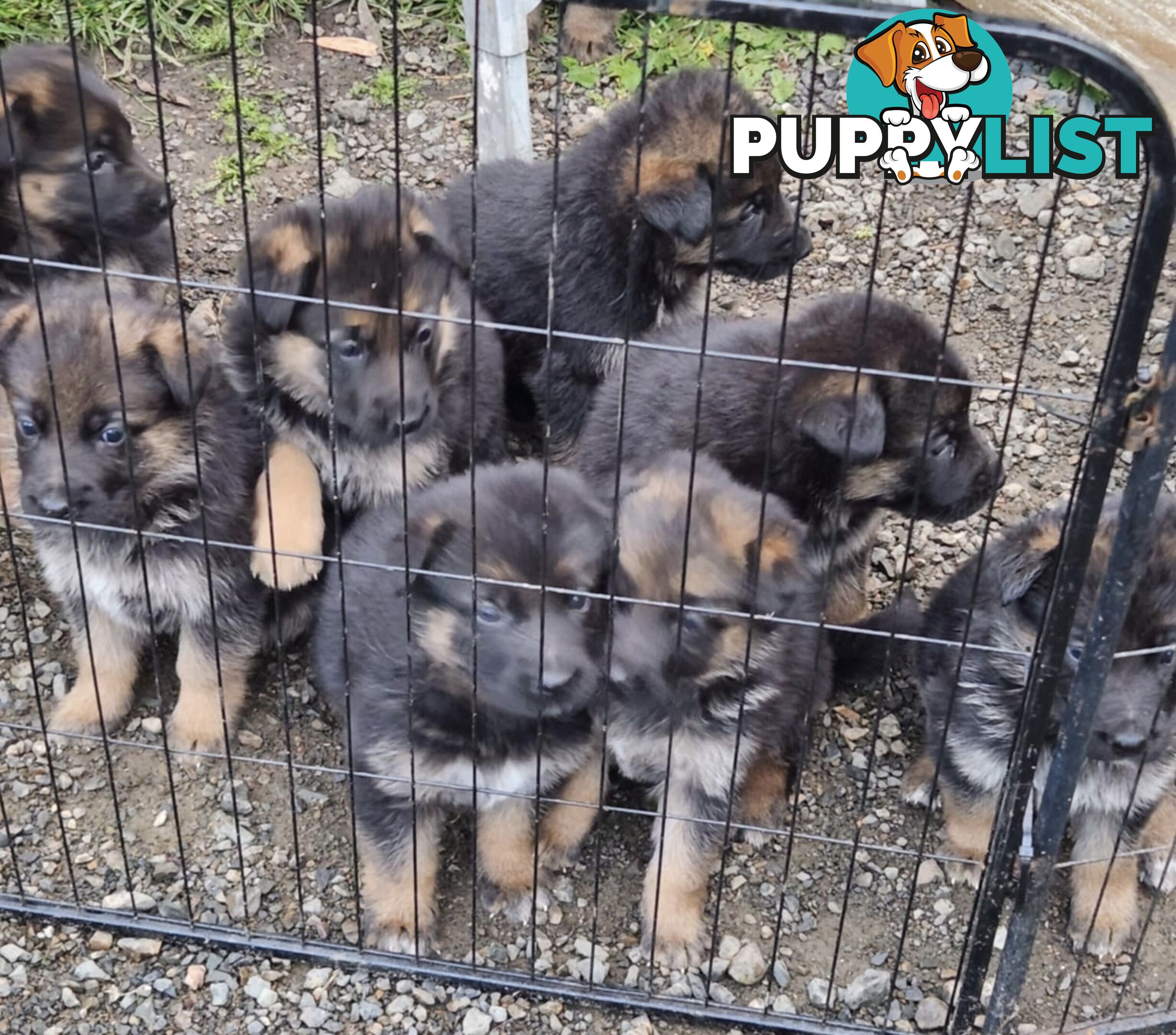 German Shepherd Puppies