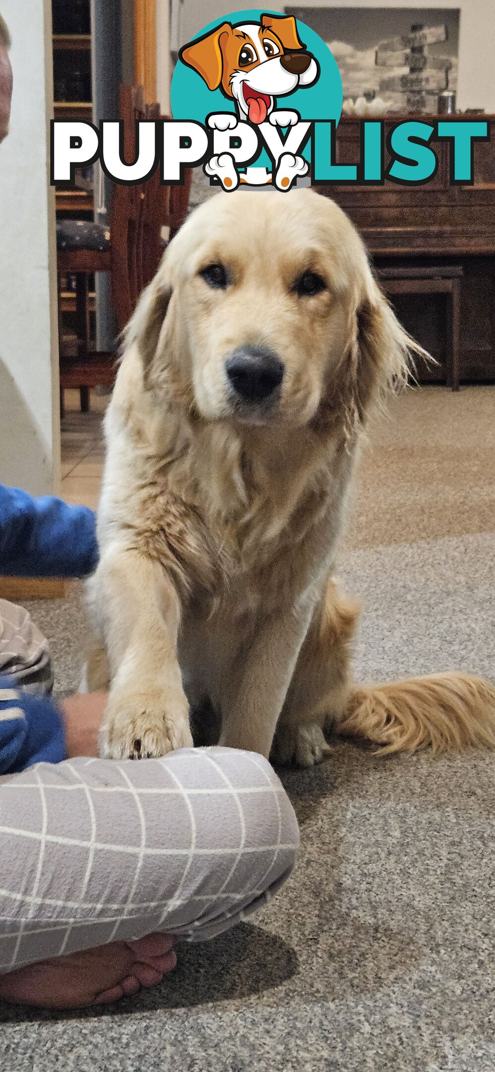 Golden Retriever Puppys Pedigree