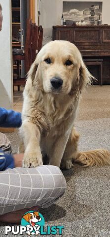 Golden Retriever Puppys Pedigree