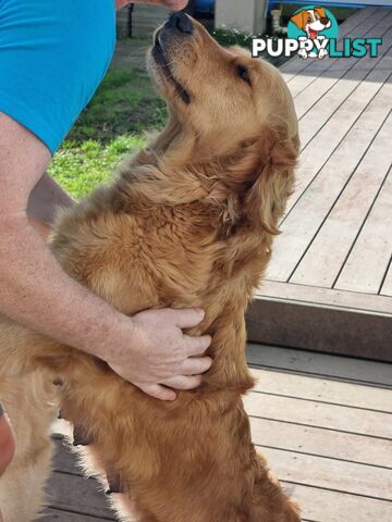 Golden Retriever Puppys Pedigree